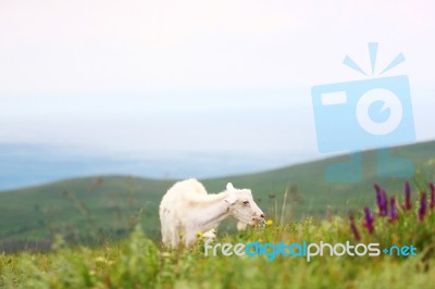 Goat On Field Stock Photo