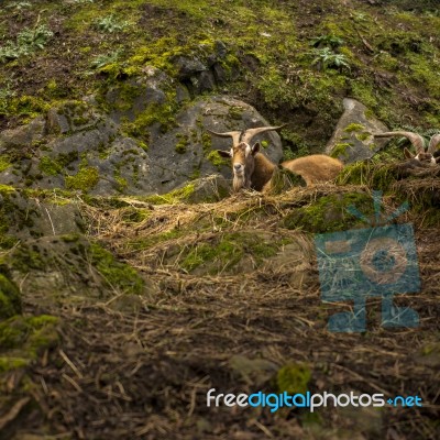 Goat Outside During The Day Time Stock Photo