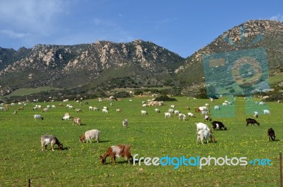 Goats Stock Photo