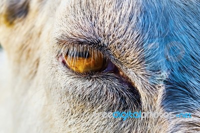 Goats Eye Stock Photo