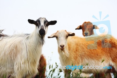 Goats With White And Brown Wool Stock Photo