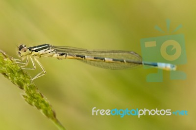 Goblet-marked Damselfly (erythromma Lindenii) Damselfly Insect Stock Photo