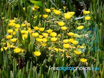 Gold Coin, Mediterranean Beach Daisy (asteriscus Maritimus, Bubo… Stock Photo