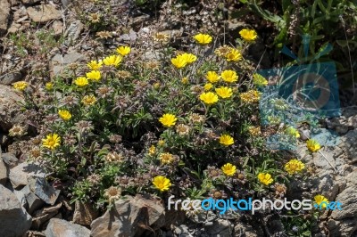 Gold Coin, Mediterranean Beach Daisy (asteriscus Maritimus, Bubo… Stock Photo