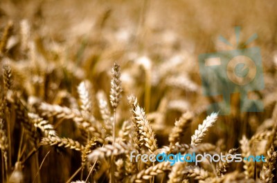 Gold Corn Field Stock Photo