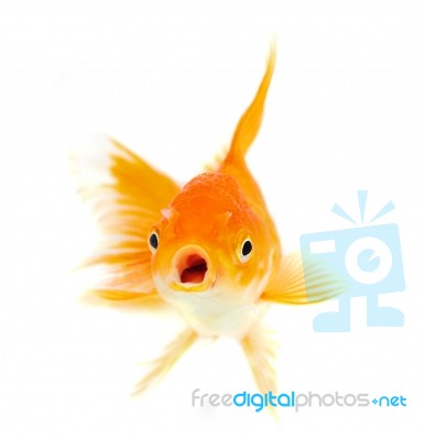 Gold Fish Stock Photo