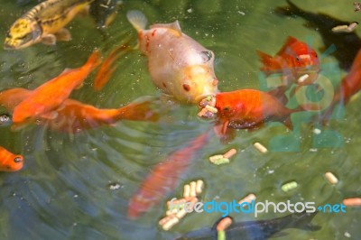 Gold Fish Stock Photo