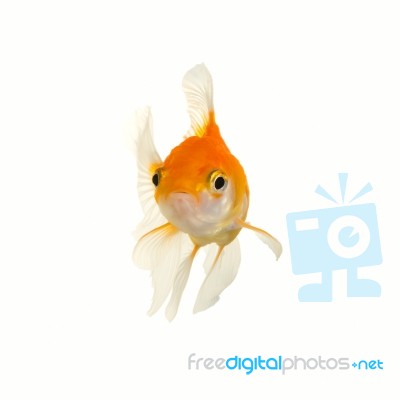 Gold Fish Stock Photo