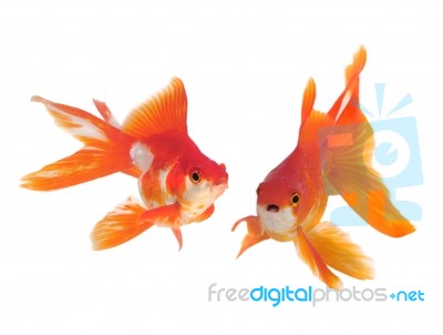 Gold Fish  Stock Photo