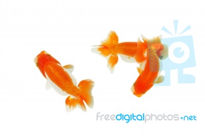 Gold Fish Stock Photo