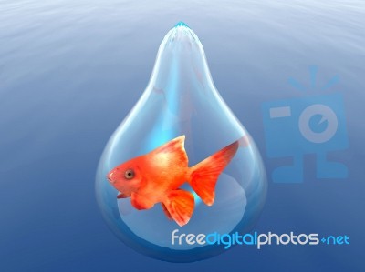 Gold Fish In A Drop Stock Image