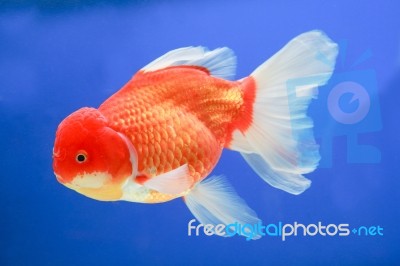 Gold Fish In Aquqrium Stock Photo