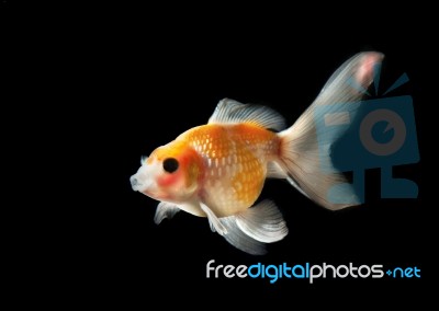 Gold Fish Isolated On Black Stock Photo