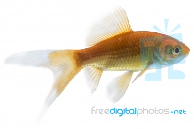 Gold Fish Isolated On White Background Stock Photo