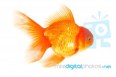 Gold Fish. Isolation On The White Stock Photo