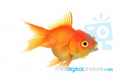 Gold Fish Isolation On The White Stock Photo