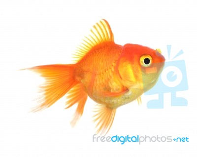 Gold Fish Isolation On The White Stock Photo