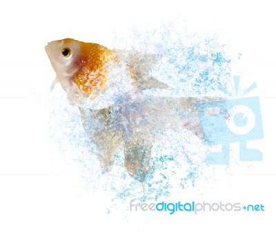 Gold Fish Jumping Through Splashing Water Stock Photo