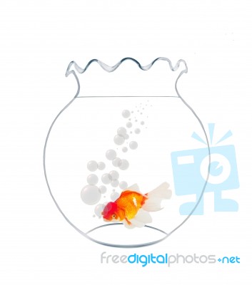 Gold Fish With Air Ball In Fishbowl Stock Photo