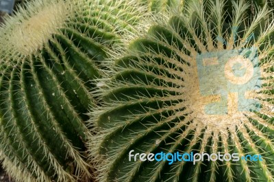 Golden Barrel Cactus (echinocactus Grusonii) Stock Photo