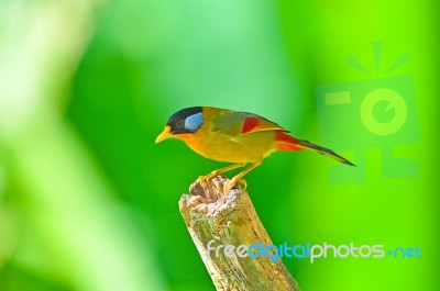 Golden Bird (silver-eared Mesia) Stock Photo