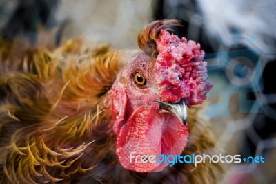 Golden Brown Chicken Stock Photo