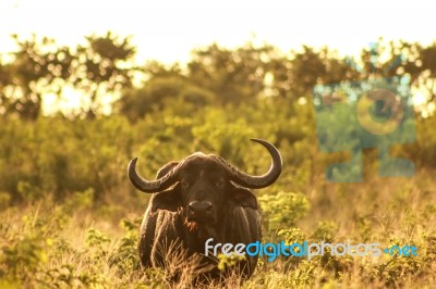 Golden Buffalo Stock Photo