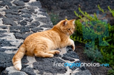 Golden Cat Stock Photo