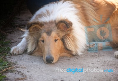 Golden Collie Dog Puppy Sleeping On The Floor Stock Photo