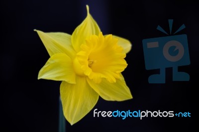 Golden Daffodil Stock Photo