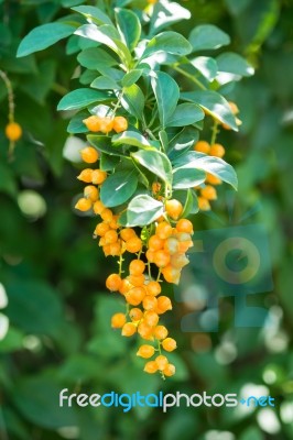 Golden Dew Drop (duranta Repens L.) Stock Photo