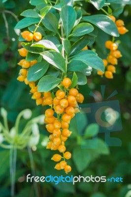 Golden Dew Drop (duranta Repens L.) Stock Photo