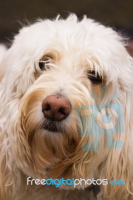 Golden Doodle Stock Photo