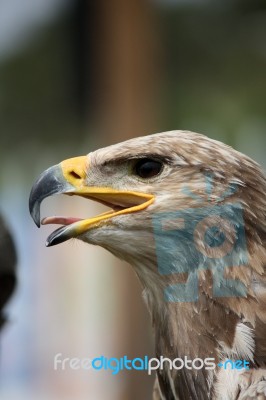 Golden Eagle Head Stock Photo