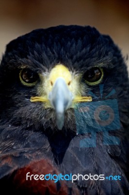 Golden-eagle Head Stock Photo