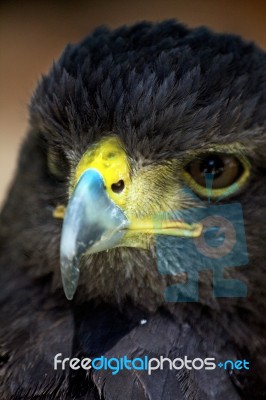 Golden-eagle Head Stock Photo