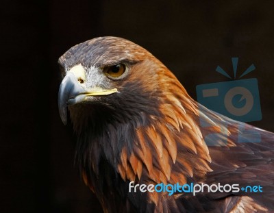 Golden Eagle On A Black Background Stock Photo