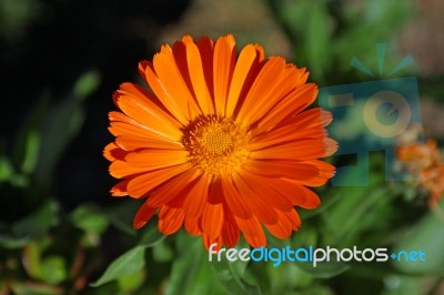 Golden Flower Stock Photo