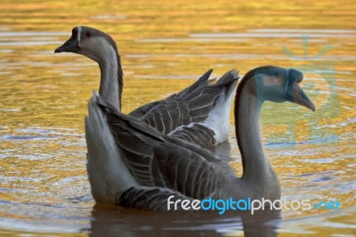 Golden Geese Stock Photo