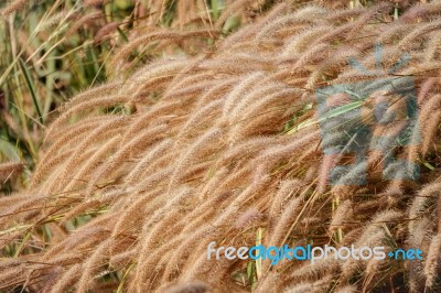 Golden Grass Flower Stock Photo