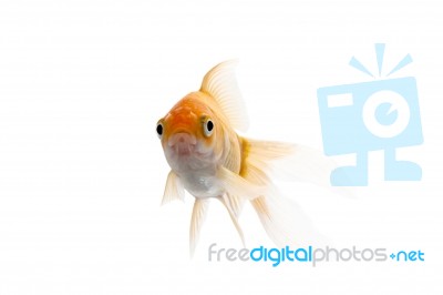 Golden Koi Fish Stock Photo