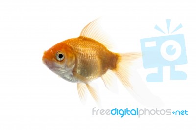 Golden Koi Fish Stock Photo