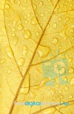 Golden Leaf Droplets Stock Photo