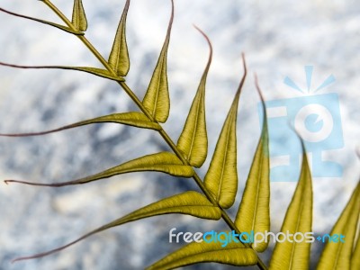 Golden Leaf Of Fern On Stone Background Stock Photo