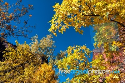 Golden Leaves Against Blue Sky Stock Photo