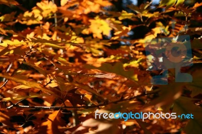 Golden Leaves In Autumn Stock Photo