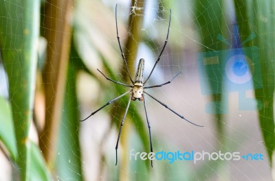 Golden Orb Spider (nephila Pilipes) Stock Photo