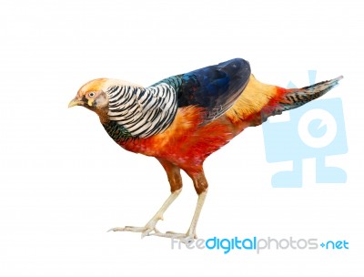 Golden Pheasant Isolated Stock Photo