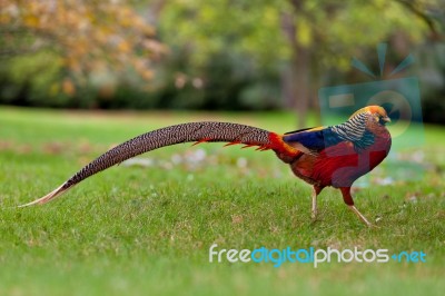 Golden Pheasant Or Chinese Pheasant Stock Photo