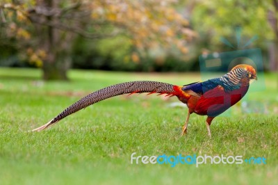 Golden Pheasant Or Chinese Pheasant Stock Photo